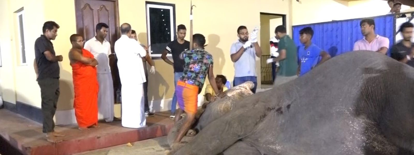 Maharagama Seetha: Investigations into the shooting of the elephant launched